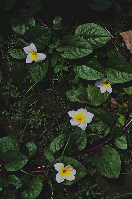 Free Flower Caribbean Frangipani photo and picture
