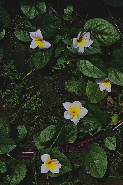 Free Dark Nature photo and picture