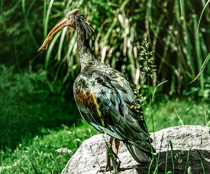Vogel, Ibis, Waldrapp, Natur, Tier