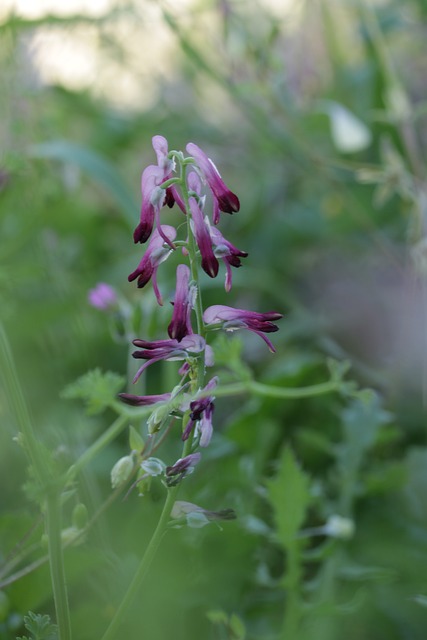 Wildblume, Pflanze, Natur, Rosa Farbe
