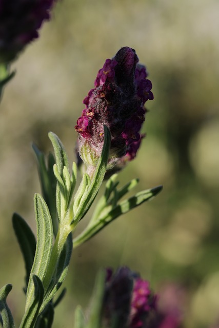 Lavendel, Pflanze, Natur, Aromatisch