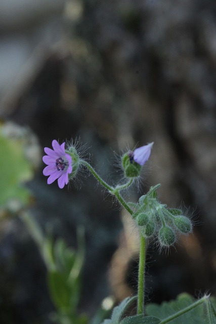 Storchschnabel, Blüte, Natur, Frühling