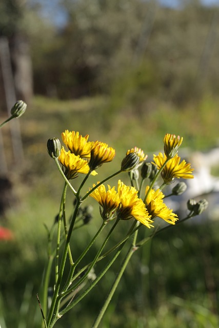 Gelbe Blume, Natur, Frühling, Blüte