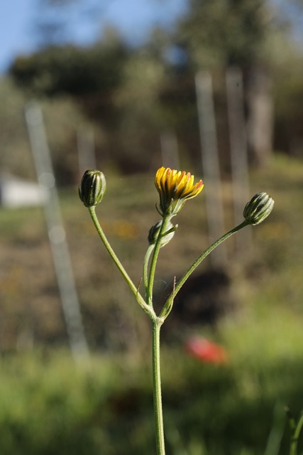 Gelbe Blume, Unscharfer Hintergrund