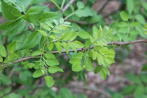 Tak, Groen, Zomer, Bladeren, Bos, Acacia