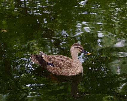 Free Duck Pond photo and picture