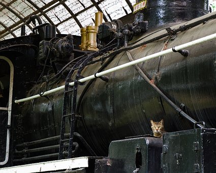 Free Cat Train photo and picture