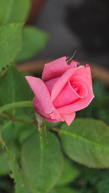 Free Flower Rose photo and picture