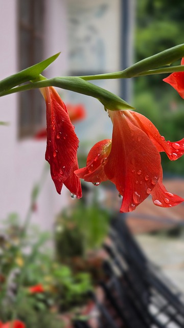 Free Flower Droplets photo and picture