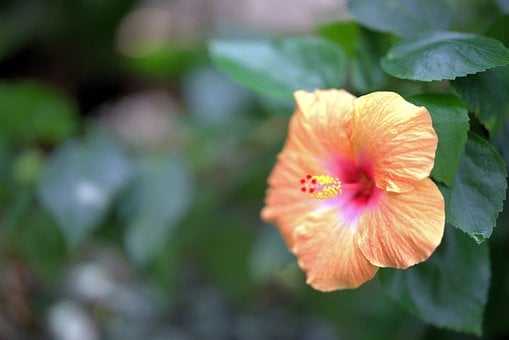 Hibiskus, Blume, Orange, Blätter, Natur