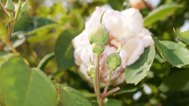 Rose, Blüte, Natur, Knospe, Garten, Grün