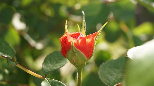 Natur, Blume, Knospe, Garten, Rose