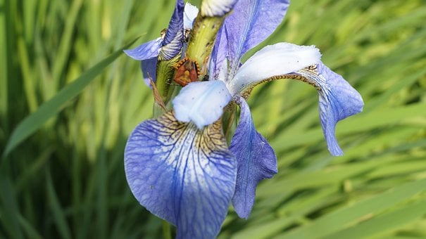 Natur, Iris, Blume, Blüte, Blau, Violett