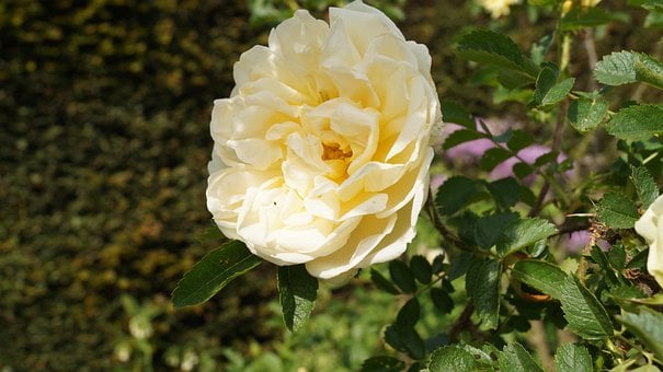 Rose, Gelbe Rose, Blume, Natur, Garten