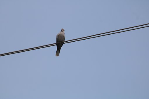 Pássaro, Fios, Céu Azul, Pássaro Preto