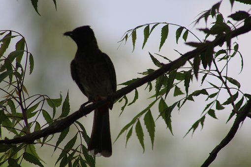Silueta, Pássaro, Galho, Folhas