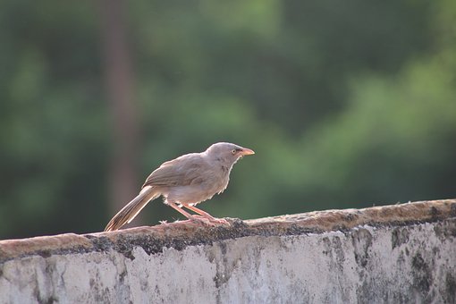 Pássaro, Natureza, Ramo, Cor Cinza