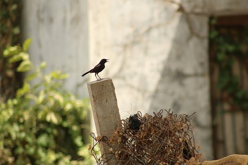 Pássaro, Pássaro Preto, Canto, Natureza