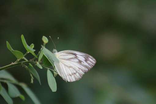 Borboleta, Natureza, Folha, Close-Up