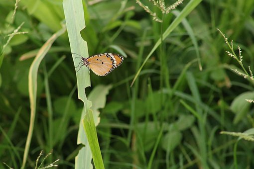 Borboleta, Natureza, Verde, Inseto