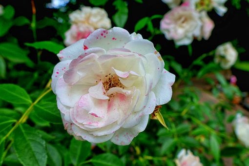 Free Rose Flower photo and picture
