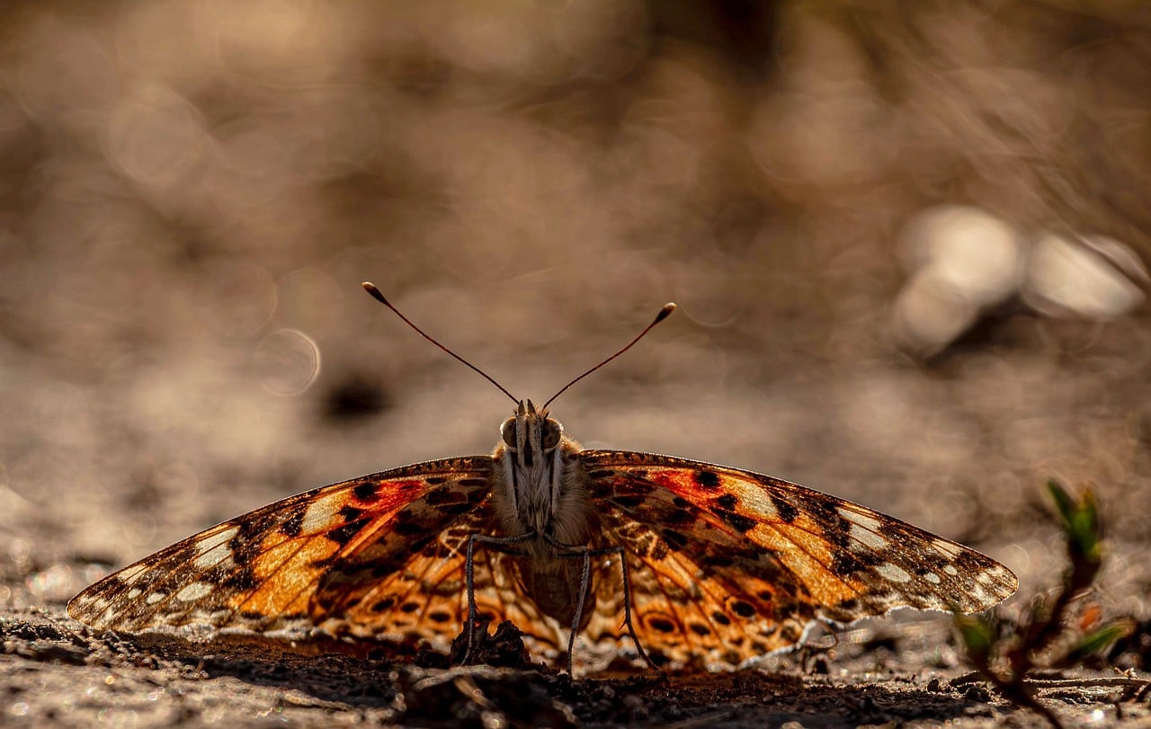 Butterfly - free online jigsaw puzzle photo