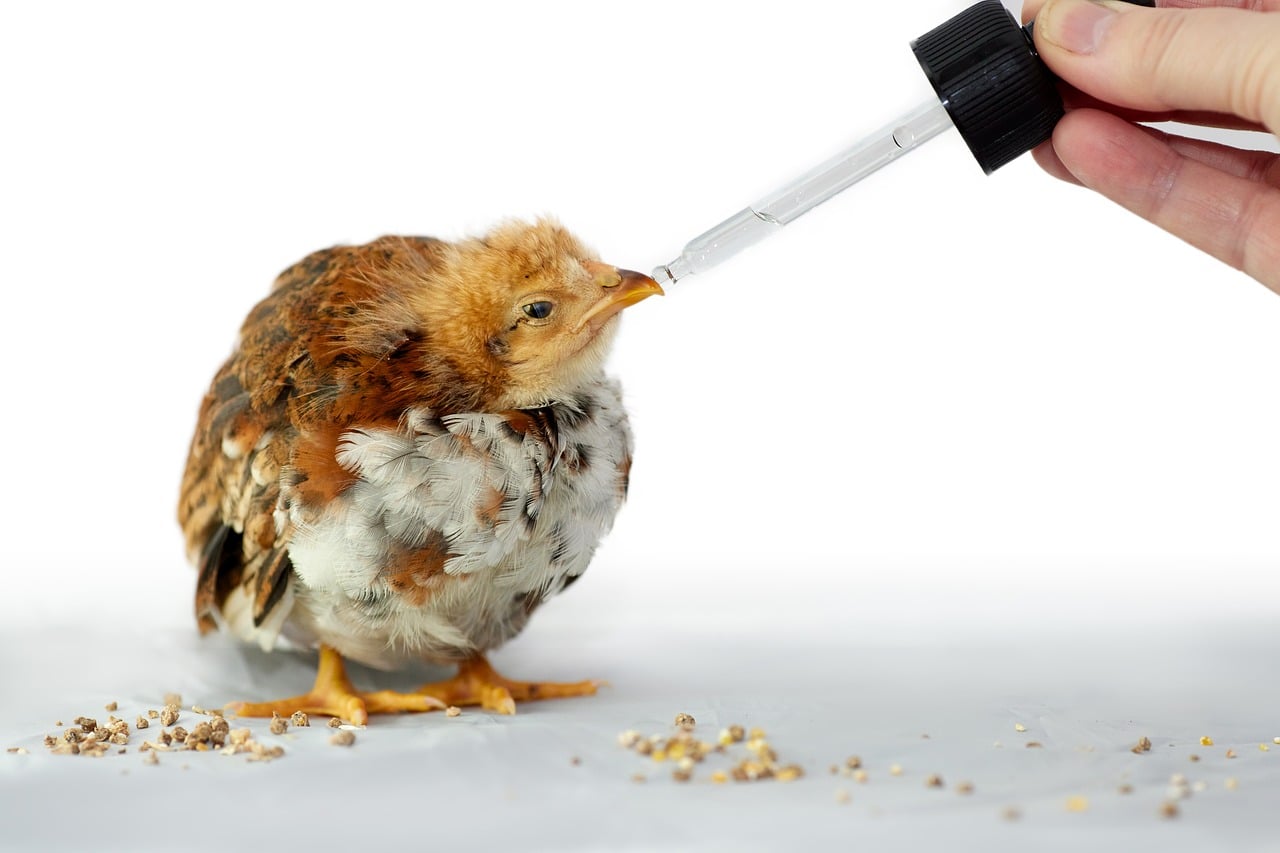 Wellness Exams