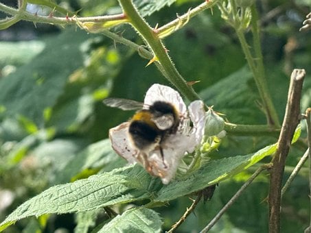 Abeja, Polinización, Flor, Naturaleza