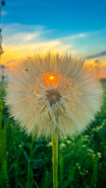 Free Dandelion Seed Head photo and picture