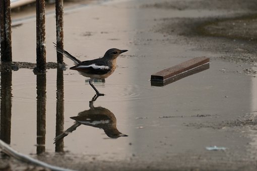 Pájaro, Reflejo, Agua, Afuera, Verano