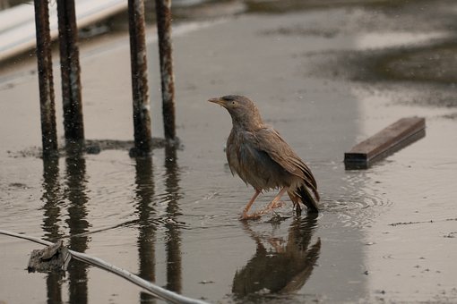 Pájaro, Parloteador, Agua, Reflejo