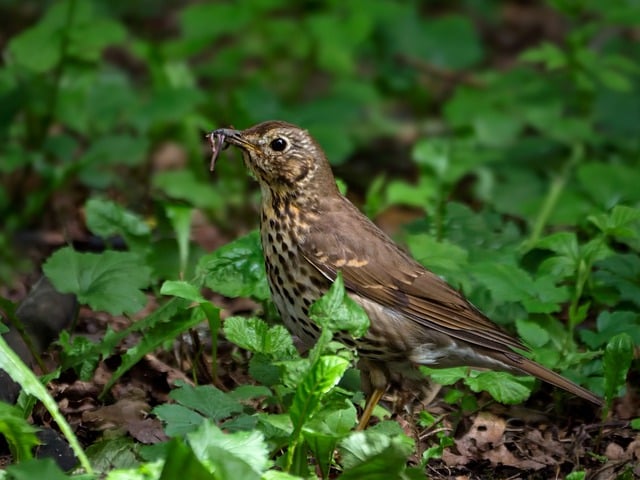 Free Thrush Bird photo and picture