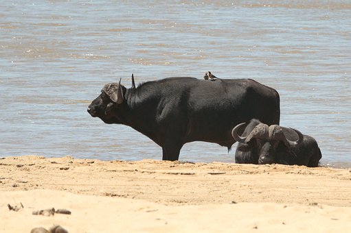 Free Africa Safari photo and picture