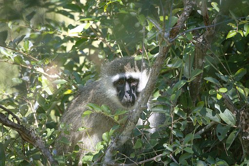 Free Monkey Animal photo and picture