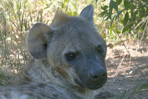 Free Hyena Wildlife photo and picture