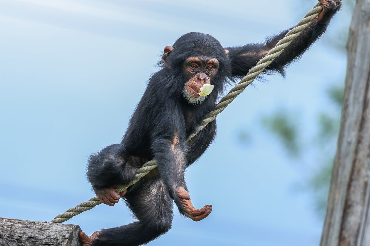 Monkey - free online jigsaw puzzle photo