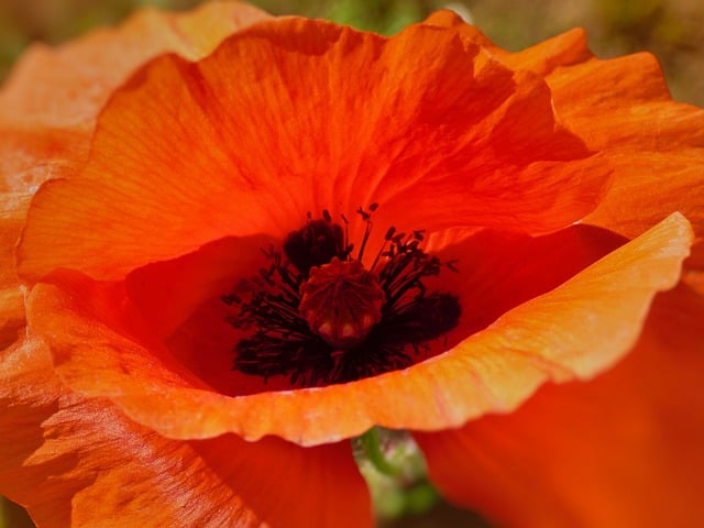 Free Flower Poppy photo and picture