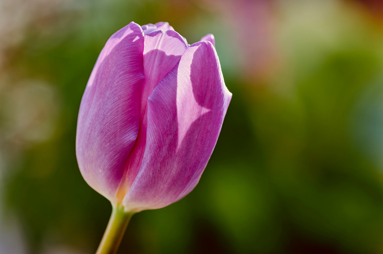 Tulip - free online jigsaw puzzle photo