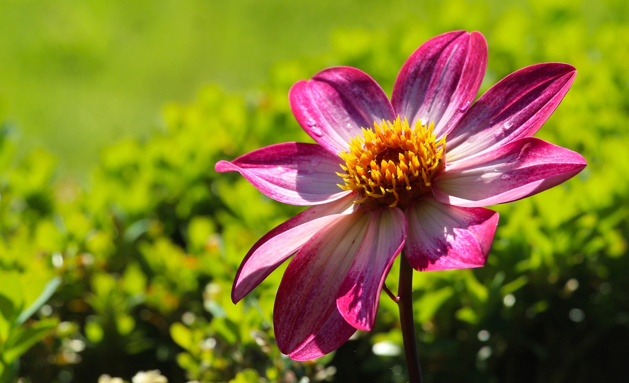 Flower - free online jigsaw puzzle photo