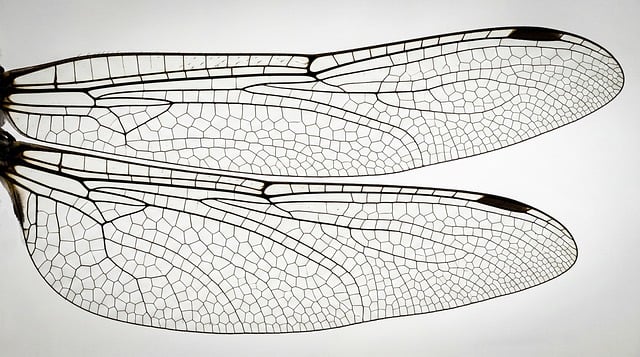 Free Dragonfly Transparent photo and picture