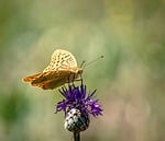 Random: butterfly, 4k wallpaper, macro, desktop backgrounds, nature, flower wallpaper, wildlife, mac wallpaper, flower, insect, beautiful flowers, wings, wallpaper 4k, background, windows wallpaper, summer, camouflage, laptop wallpaper, wallpaper hd, spring, yellow, flower background, green, detail, orange, free wallpaper, 4k wallpaper 1920x1080, full hd wallpaper, beautiful wallpaper, butterfly flower, varied colors, free background, beauty of nature, cool backgrounds, diversity, hd wallpaper, floral background, argynnis paphia, nature details