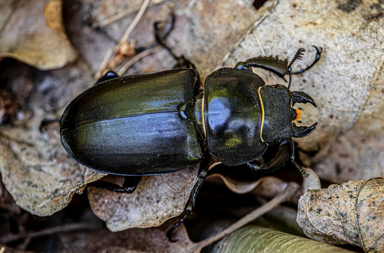Beetle - free online jigsaw puzzle photo