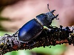 Random: beetle, lucanus cervus