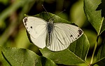 Random: cabbage butterfly, desktop backgrounds, white wings, macro photography, 4k wallpaper 1920x1080, nature, wildlife, plant, leaf, windows wallpaper, beautiful wallpaper, free wallpaper, green color, wallpaper hd, floral background, cool backgrounds, antennae, biology, free background, insect, spring, summer, laptop wallpaper, texture, wallpaper 4k, environment, hd wallpaper, details, full hd wallpaper, observation, mac wallpaper, 4k wallpaper, beauty, harmony, background