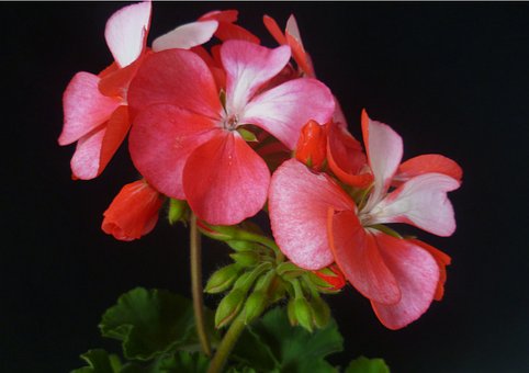 Free Geranium Pink Flower photo and picture