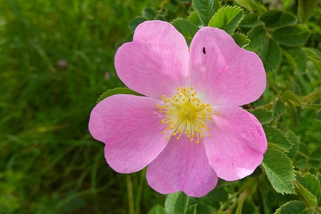 Rose, Pink, Blomst, Forår, Have, Natur