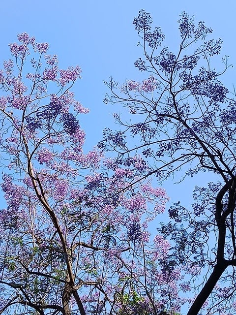 Free Tree Spring photo and picture