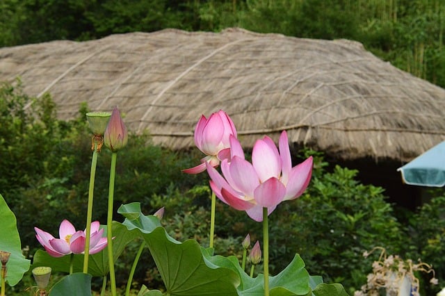 Free Lotus Pink photo and picture
