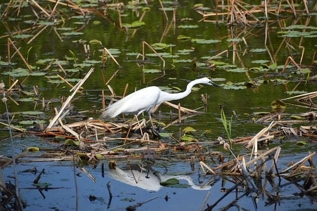 Free Egret Wetland photo and picture