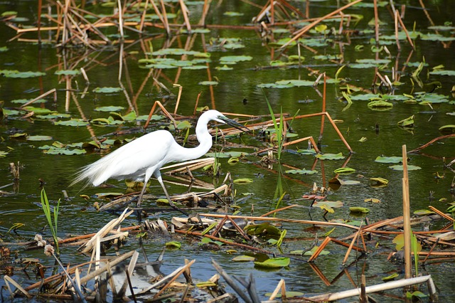 Free Heron Wading Bird photo and picture